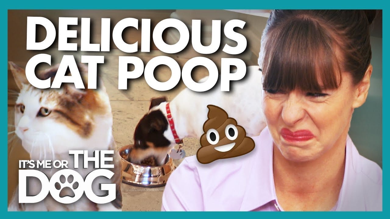 Cat Poop and Trash are This Dog's Favorite Food!